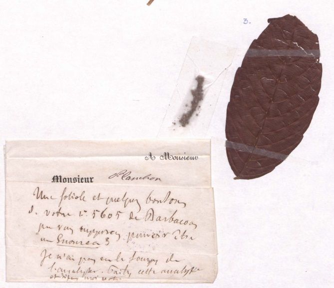 Detalle de una página del Herbario de José Jerónimo Triana