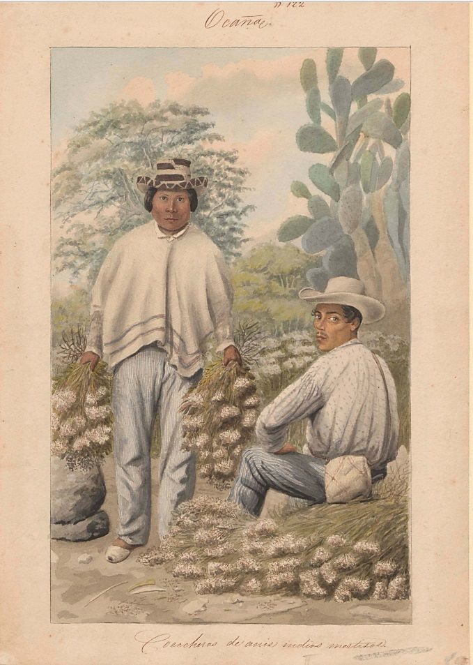 Lámina de la comisión corográfica de cosecheros de anís, indios mestizos, por provincia de Ocaña, hecha por Carmelo Fernández